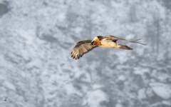 Gypaetus barbatus barbatus