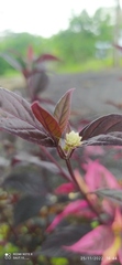 Alternanthera brasiliana