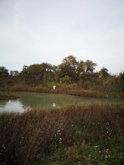Egretta garzetta