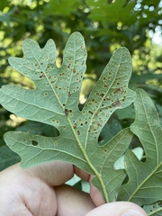 Neuroterus tantulus
