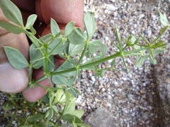 Fagonia pachyacantha