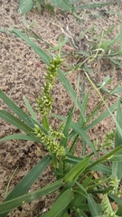 Echinochloa crus-galli