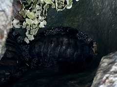 Acanthopleura granulata