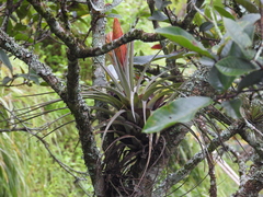Tillandsia