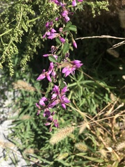 Lespedeza floribunda
