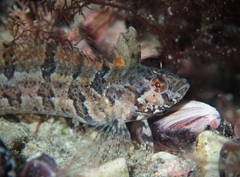 Ribeiroclinus eigenmanni