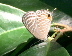 Jamides celeno aelianus