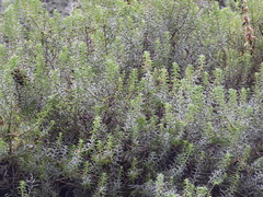 Sedum griseum