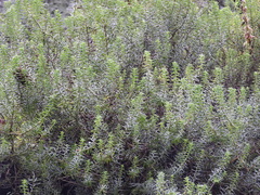 Sedum griseum