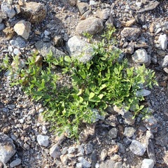 Fagonia pachyacantha