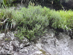 Sedum griseum