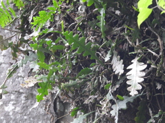 Disocactus anguliger