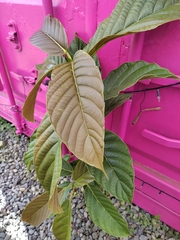 Handroanthus impetiginosus