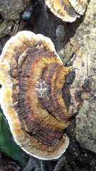 Mensularia radiata