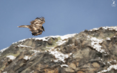 Gypaetus barbatus barbatus