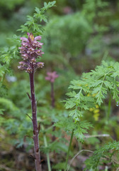Orobanche bartlingii