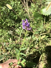 Astragalus laxmannii