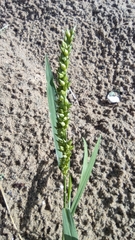 Echinochloa crus-galli