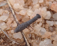 Chroicopteridae