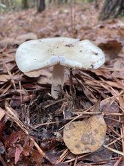Amanita bisporigera