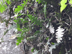 Disocactus anguliger