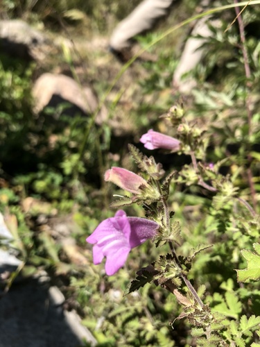 Phtheirospermum japonicum iNat (1)