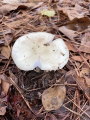 Amanita bisporigera