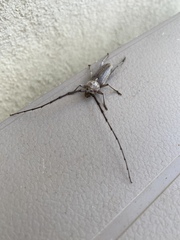 Gnaphalodes trachyderoides