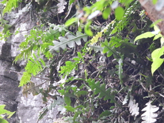 Disocactus anguliger