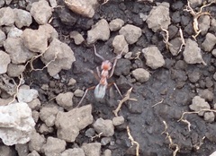 Anoplolepis custodiens