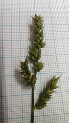 Echinochloa crus-galli