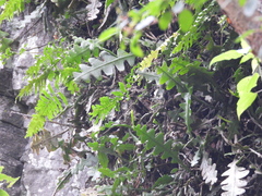 Disocactus anguliger