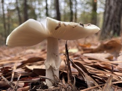 Amanita bisporigera