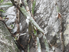 Selenicereus ocamponis