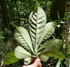 Synsepalum brevipes