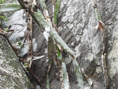 Selenicereus ocamponis