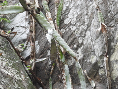 Selenicereus ocamponis