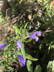 Dracocephalum moldavica