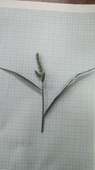 Echinochloa crus-galli