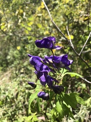 Aconitum kusnezoffii