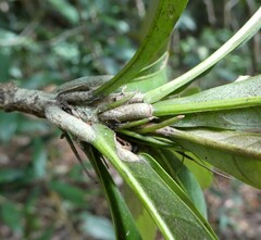 Synsepalum brevipes