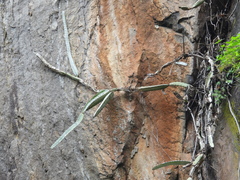 Selenicereus ocamponis