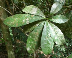Synsepalum brevipes