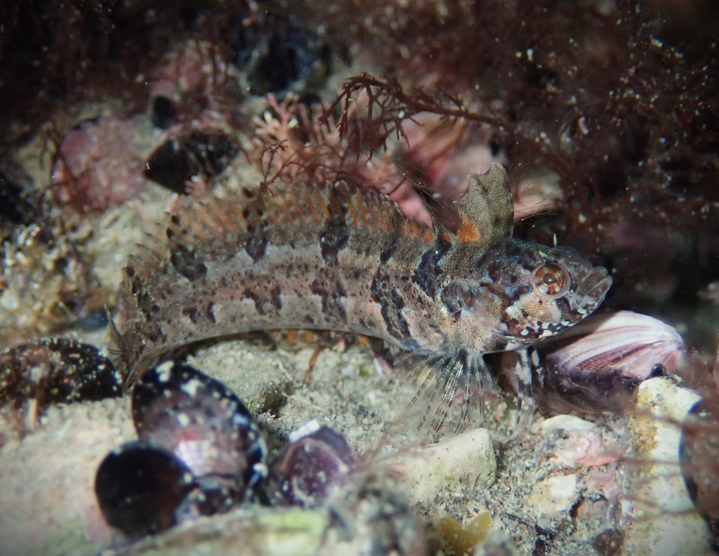 South American Weedfish