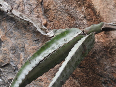 Selenicereus ocamponis