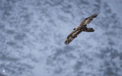 Gypaetus barbatus barbatus