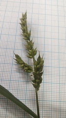 Echinochloa crus-galli