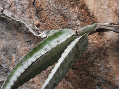 Selenicereus ocamponis