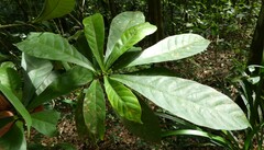 Synsepalum brevipes