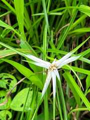 Rhynchospora colorata